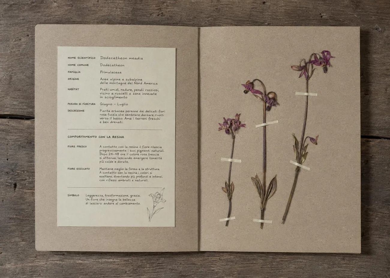 Erbario aperto con fiori essiccati e scheda botanica scritta a mano